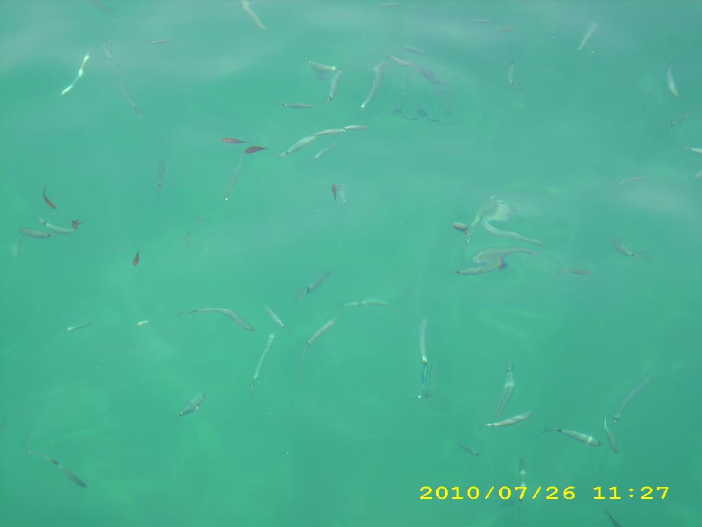 crapi - dsci1860.JPG